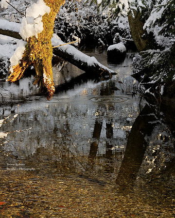 Drops of melting snow falling in the stream