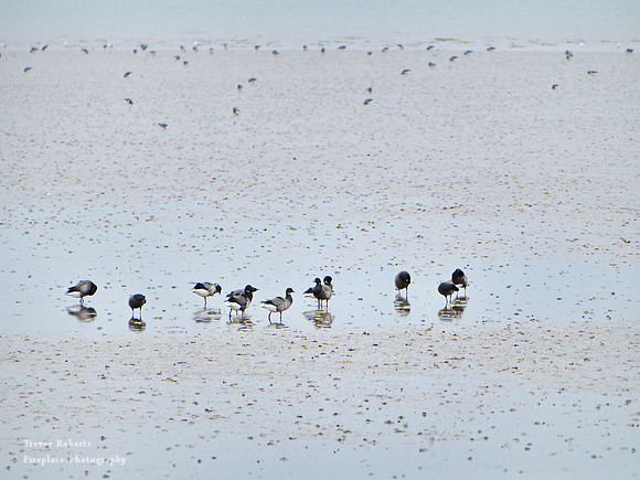 East Beach - wild birds