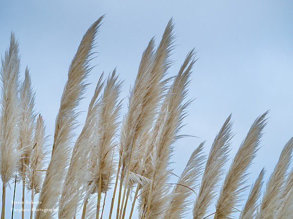 East Beach - reeds