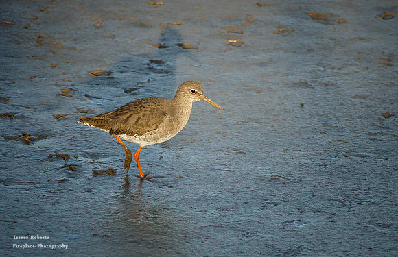Wallasea Island- Redshank