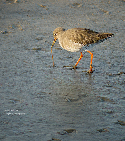 Wallasea Island- Redshank