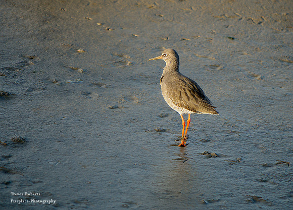 Wallasea Island- Redshank