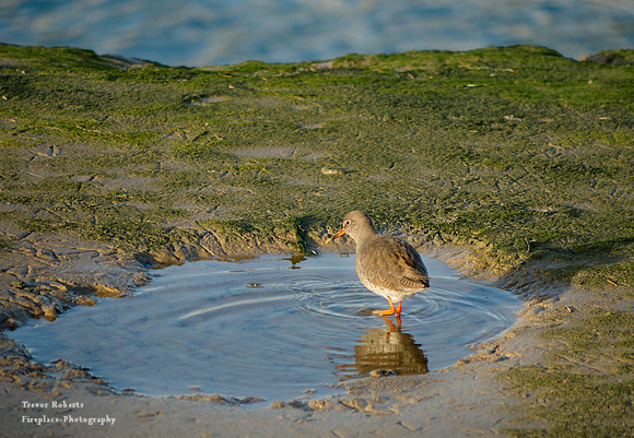 Wallasea Island- Redshank