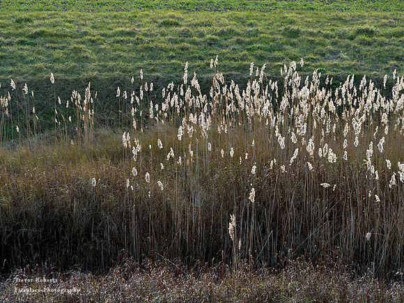 Wallasea Island