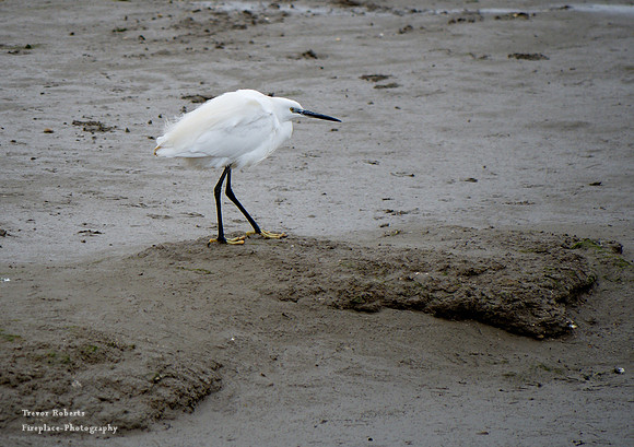 Egret looking cold in the wind