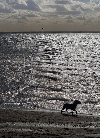 Southend East- Dog walking by a submerged pier