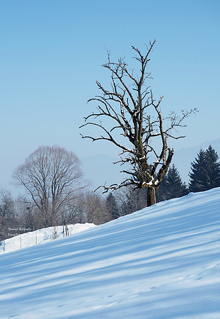 Gmundnerberg March 2018. Tree on the snowy slopes