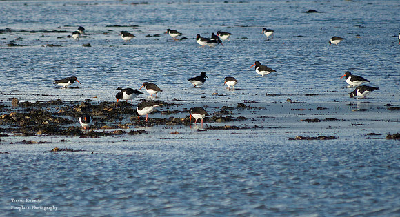 Osea Island causeway