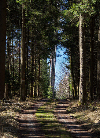 Pilsbach Forest