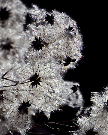 Sunlit weeds in Pilsbach