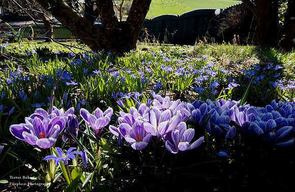 Crocus fields in the garden sun
