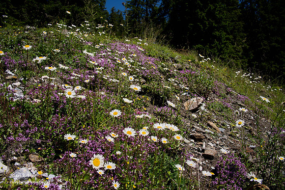 Steinbockalm