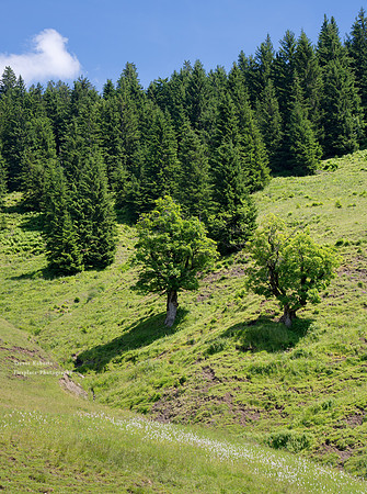 Steinbockalm to Lettenalmhütte