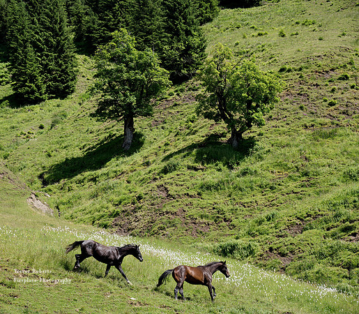 Wild Horses by the Holzknecht Hütte (Steinbockalm)