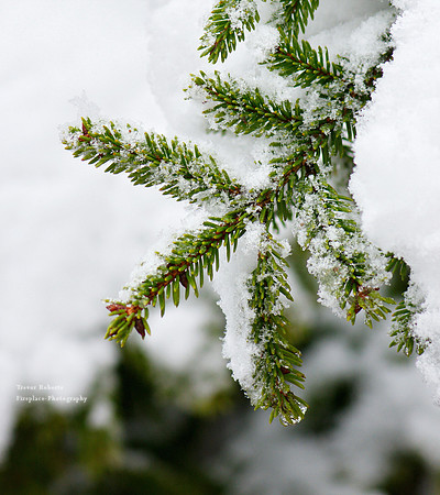 Pfarrerwald, Winter 2017
