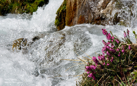 Flowering Heather by the Triefen
