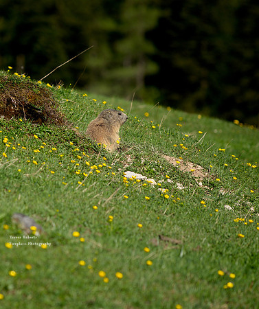 Marmot paradise by the Triefen