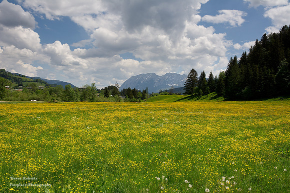 Flowering pastures in Ausserland 1