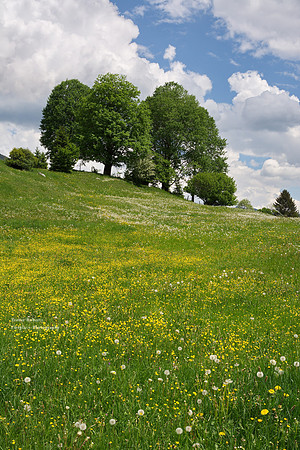 Flowering pastures in Ausserland 3