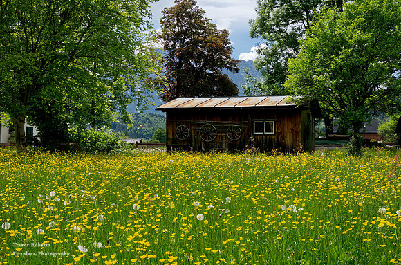 Flowering pastures in Ausserland 4
