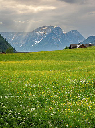 Flowering pastures in Ausserland 2