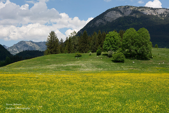 Flowering pastures in Ausserland 7