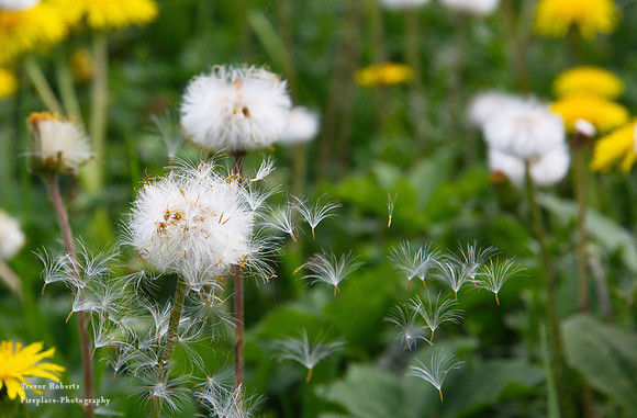Dandy lions
