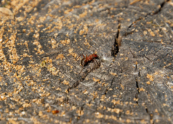 A busy ant on a tree stump