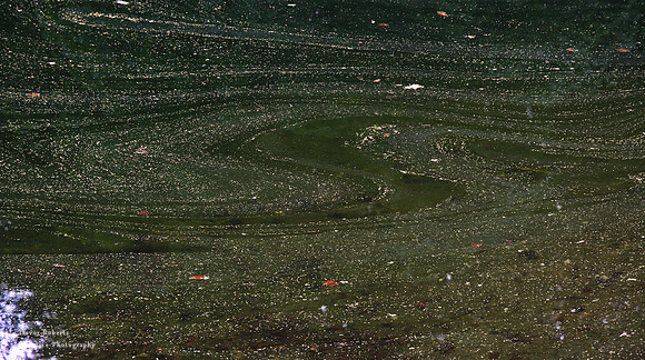 Pollen floating on the lake