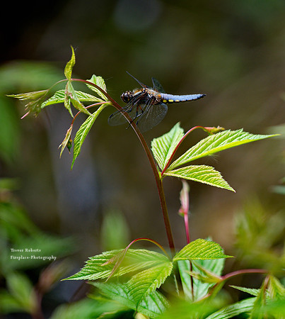 Dragonfly in the Alpengarten