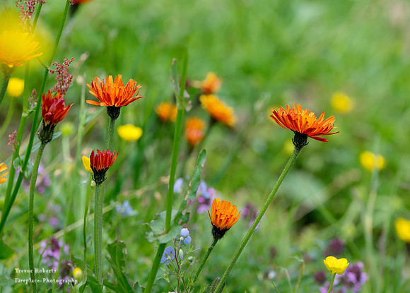 Bunte Bergblumen