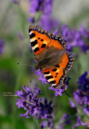 Kleine Fuchsschwanz - Small Tortoiseshell (Aglais urticae)