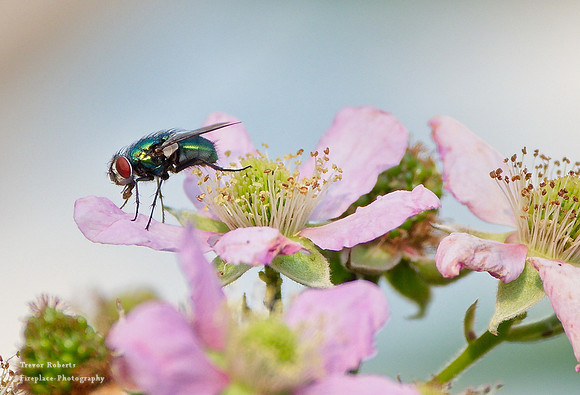Green bottle fly on the blackberry flowers