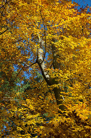 A birch tree showing off its finest autumn colours