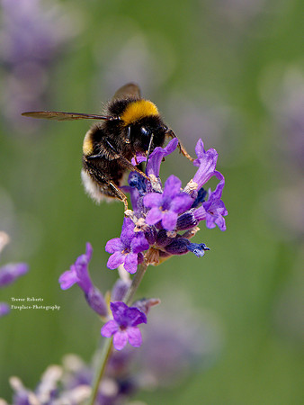 On the lavender