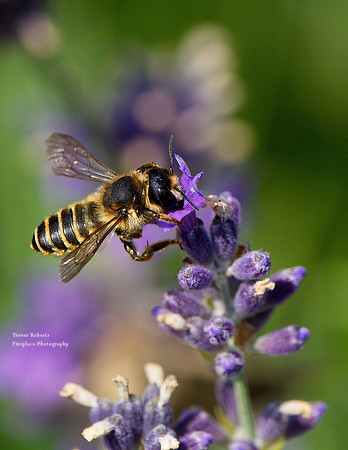 On the lavender
