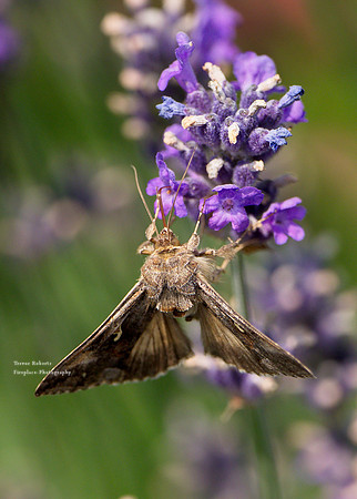 On the lavender