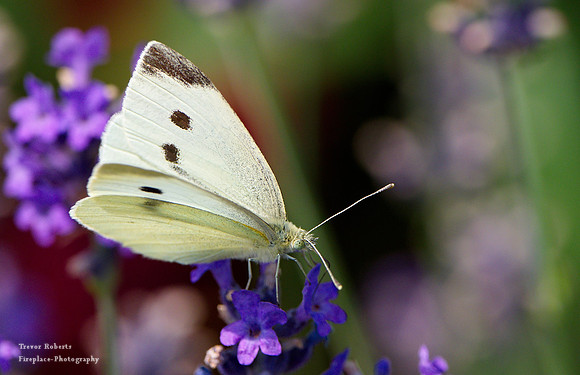 On the lavender