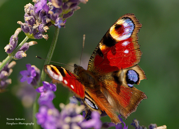 On the lavender