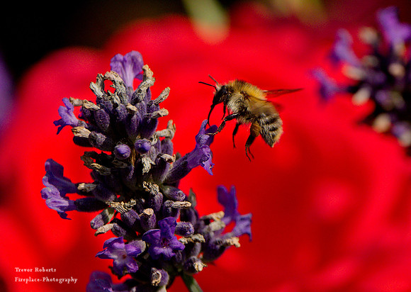 On the lavender