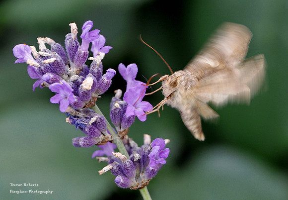 On the lavender