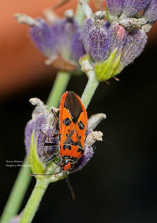 On the lavender