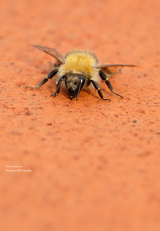 Bee on the wall