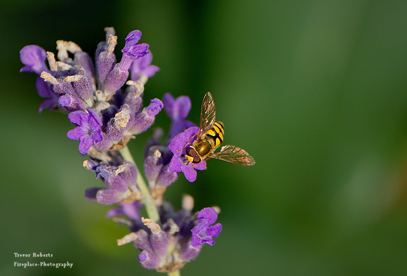 On the lavender
