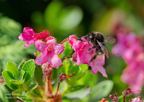 Bee on the Alpenrose