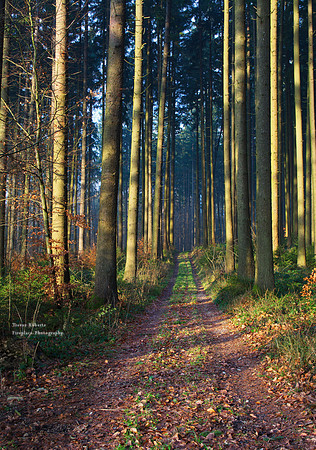 Forest path in the evening light