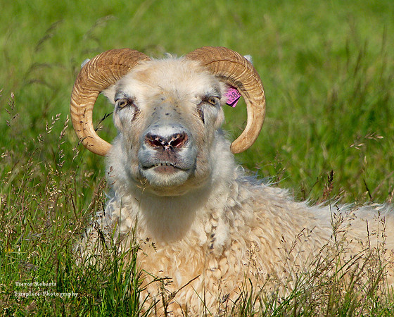 Icelandic sheep. Looking a bit annoyed