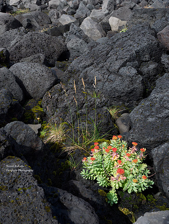 A splash of colour on the black lava beach