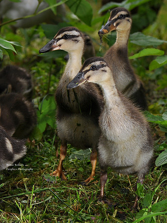 Ducklings off for a walk in the bushes