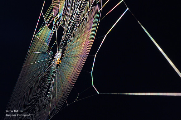 Rainbow Web